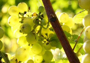 pinot blanc grapes on vine narrower web
